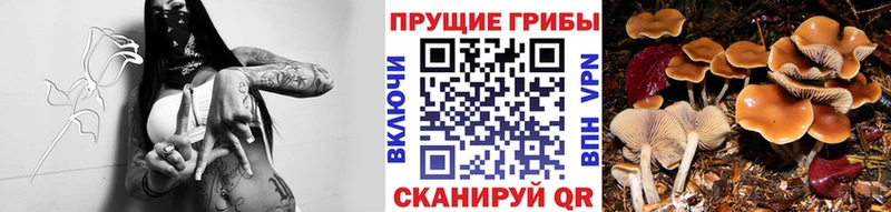 площадка состав  Можайск  Псилоцибиновые грибы MAGIC MUSHROOMS  даркнет сайт 